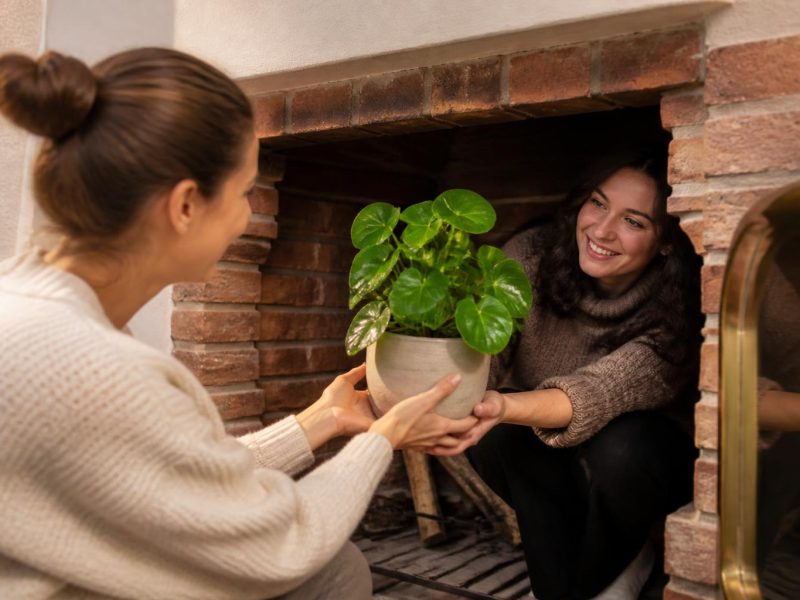 Practical Home Garden Mastery: A Depth Guide to Seasonal Home Improvement and Plant Care